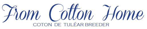 Coton de Tuleár - chovatelská stanice From Cotton Home